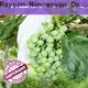 植物を覆うレイソン不織布株式会社 1