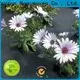 Bulk purchase ODM landscaping weed fabric manufacturer 1