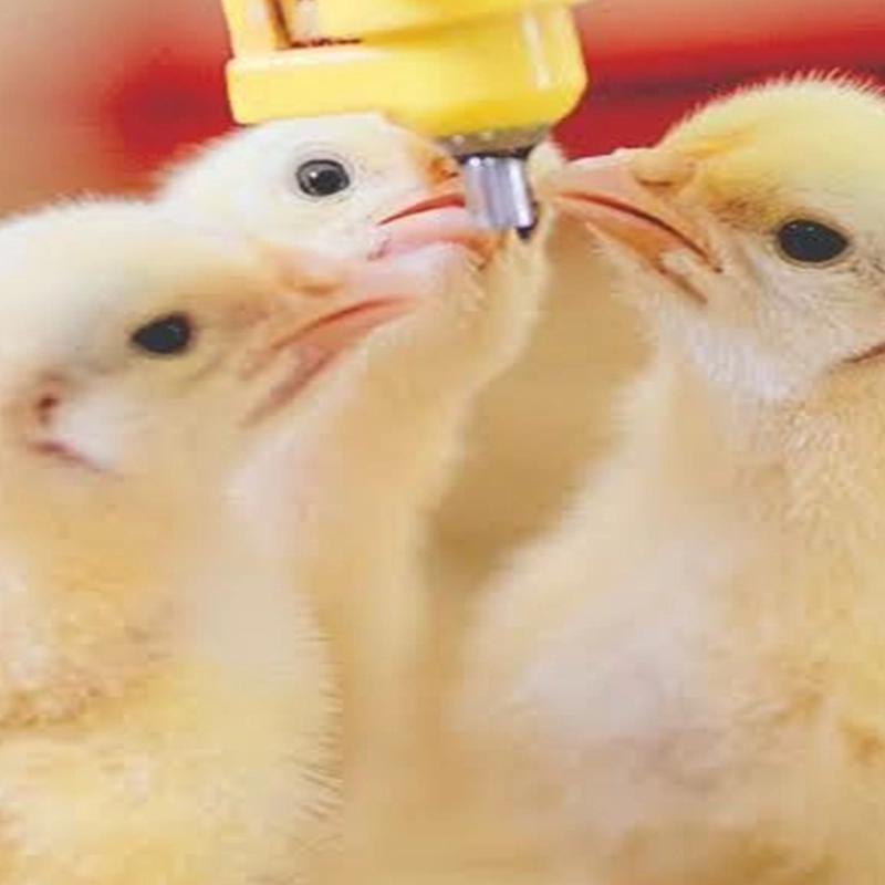 Nipple drinking line poultry farming equipment square pipe 360 degrees available double-sealed leakless 1