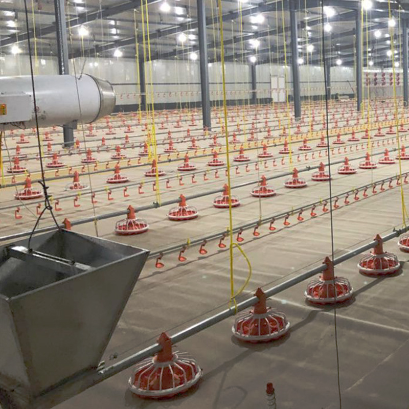 Automatic Chicken Feeding Line Broiler Chicken Farming Equipment 14 ...