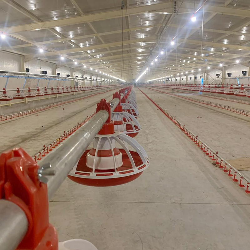 Automatic Chicken Feeding Line Broiler Chicken Farming Equipment 14 ...