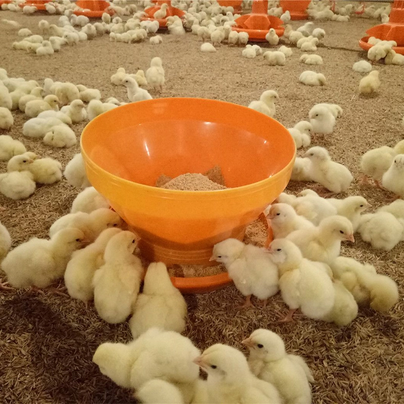 Plastic turbo feeders round gravity feeders for poultry chick 1