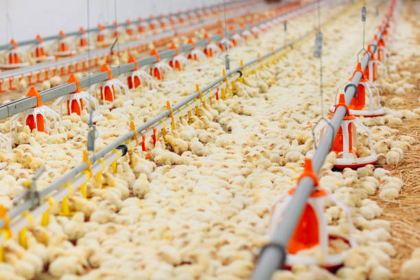 Global Broiler Development Prospect Analysis