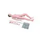 High Efficientmedical 3d Models Teaching Model 10kgs 7