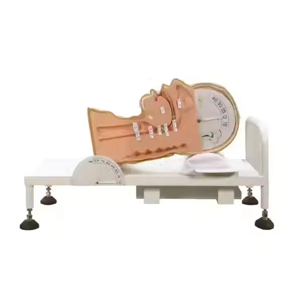 PVC MECANISMO DE SWALLOW MODELO DE SIMUTORA DE ENTRENAMIENTO DE ENFERMING | Interno 1