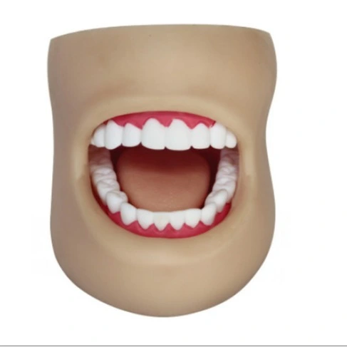 Modelo de práctica de cuidado bucal humano Modelo de entrenamiento dental con mejillas | INNORKOM 1