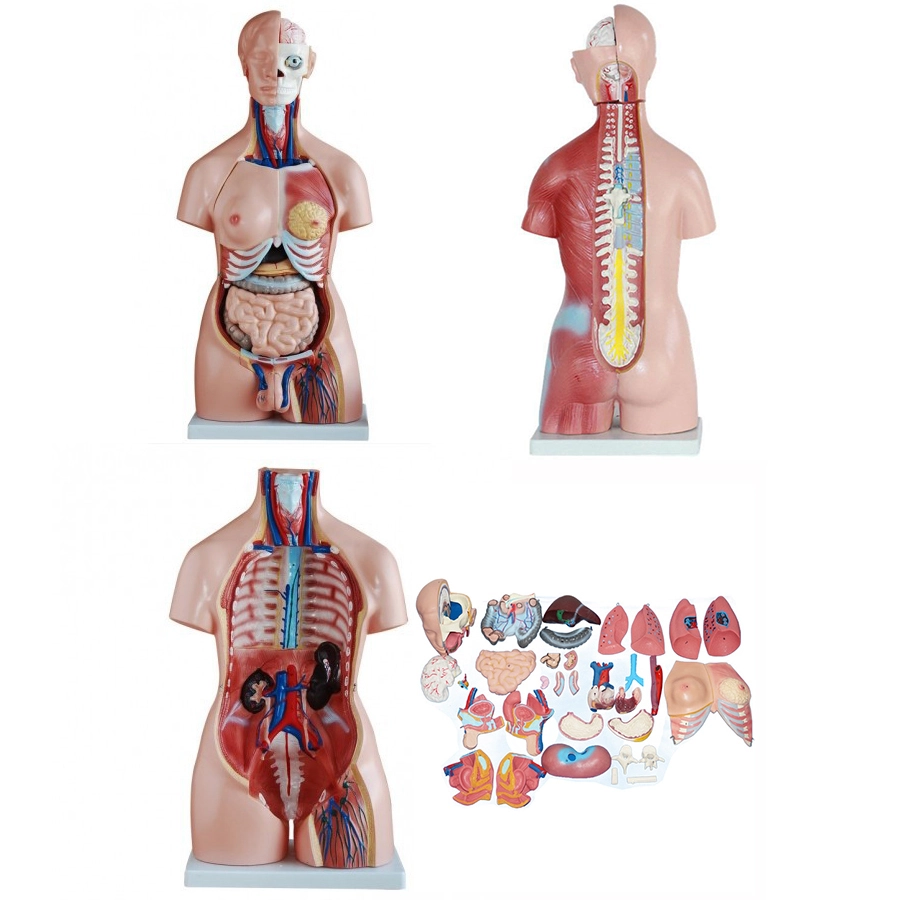 Anatomy Human Body Structure Model 45CM Unisex Torso 23 Parts | INNORKOM 1