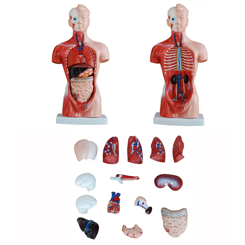Educação médica 26CM Torso 15 partes Modelo de anatomia | INNORKOM 1