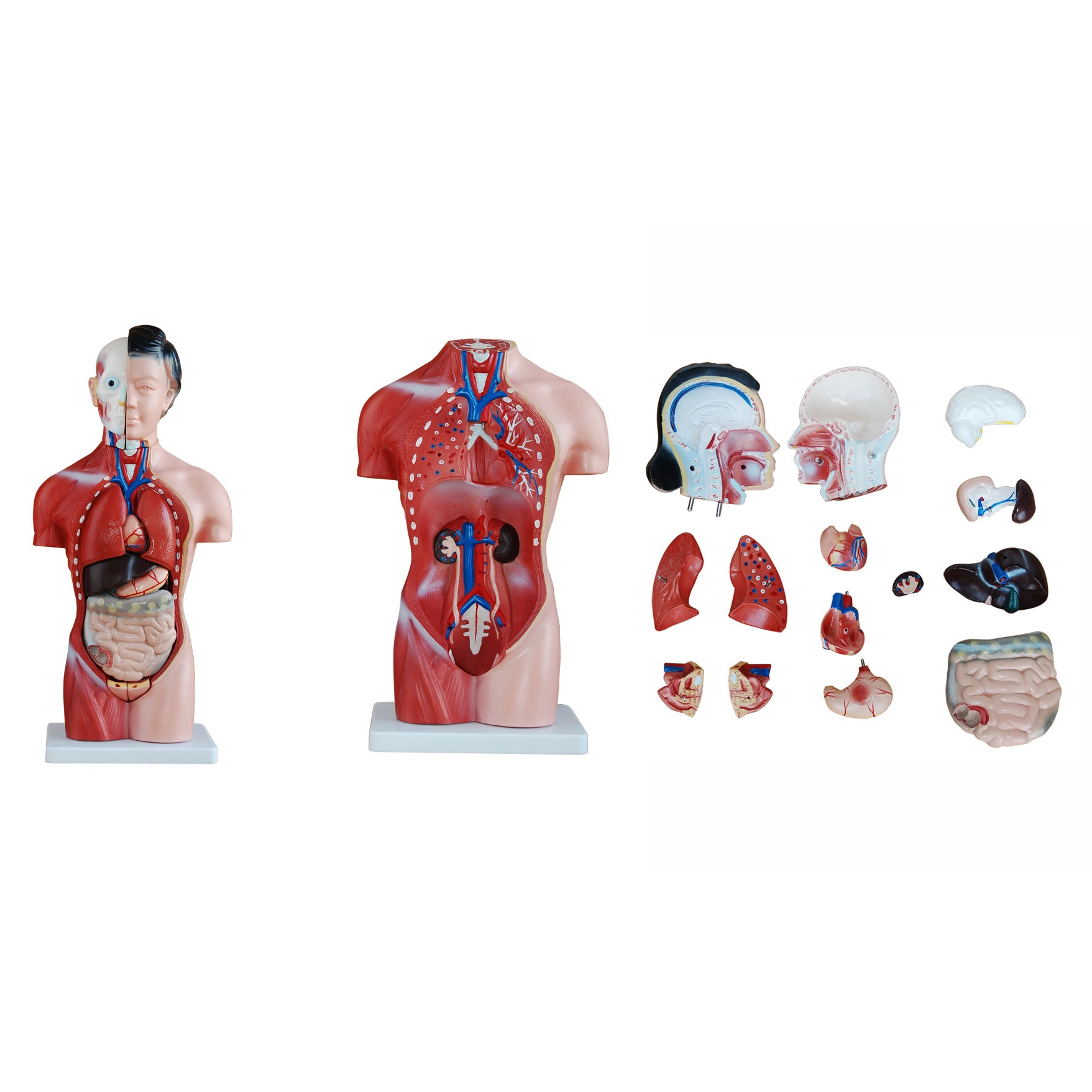 Ensino educacional médico 42CM Torso feminino 15 peças modelo | INNORKOM 1