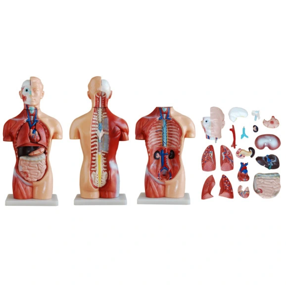 Ensino de anatomia 42 CM Torso sem sexo 18 peças modelo | INNORKOM 1