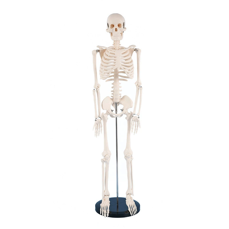 Human Skeleton Model 85CM | INNORKOM 1