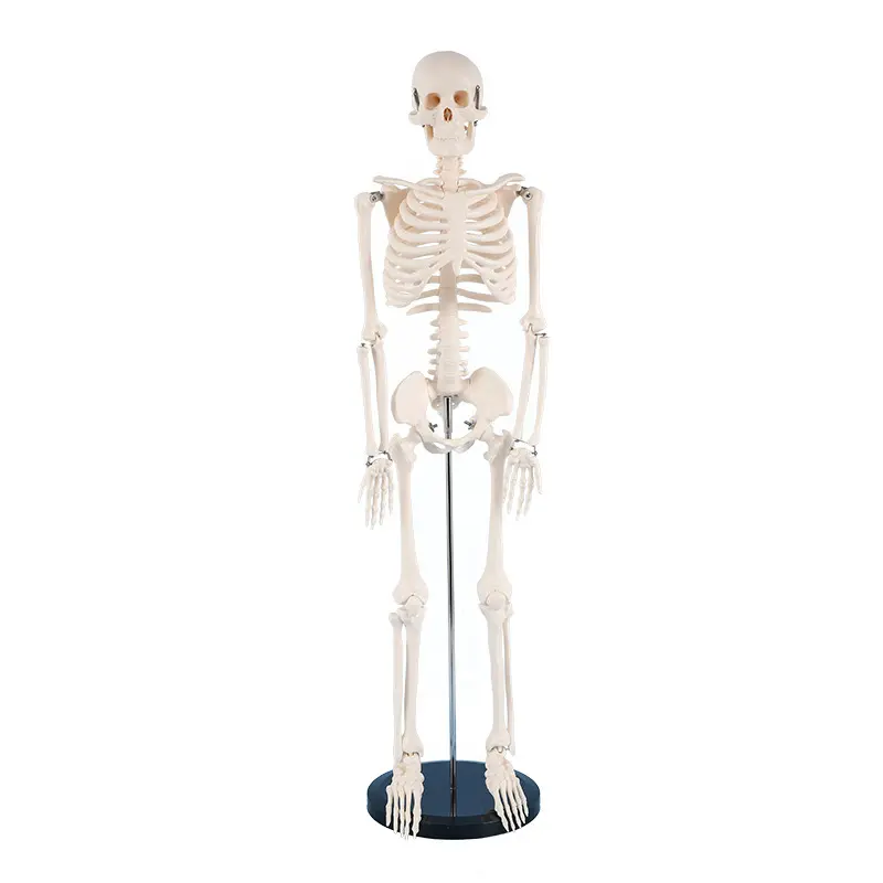 Interesting Facts About the Human Skeleton Model 1