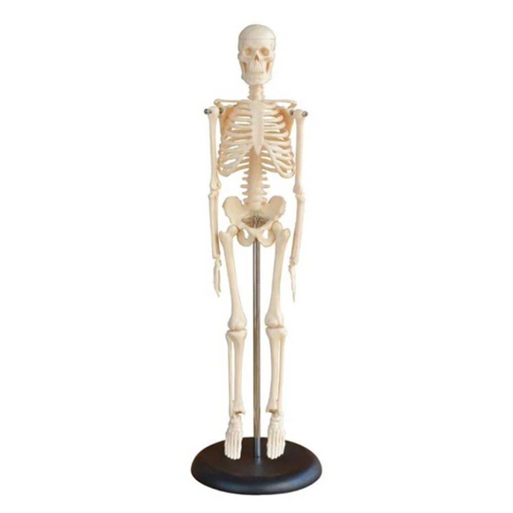 45CM Mini Skeleton | INNORKOM 1