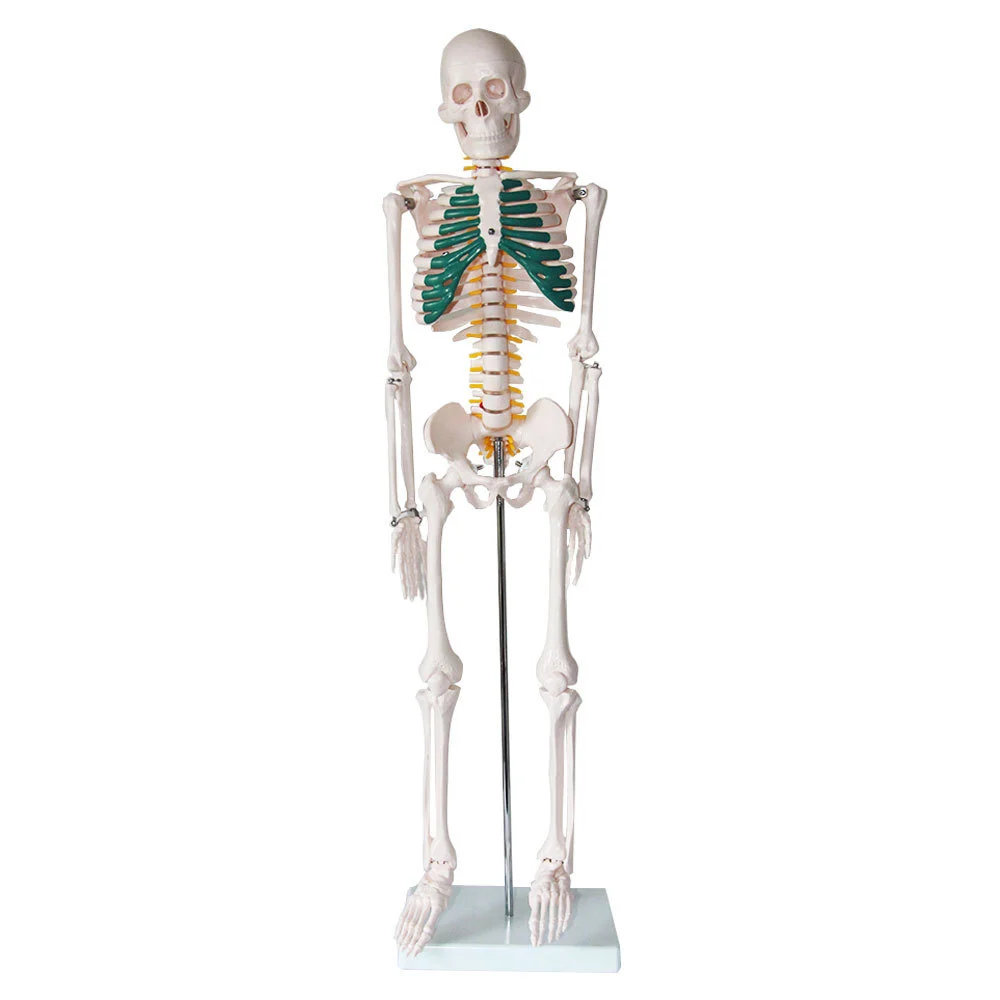 85cm Skeleton with Spinal Nerves | INNORKOM 1