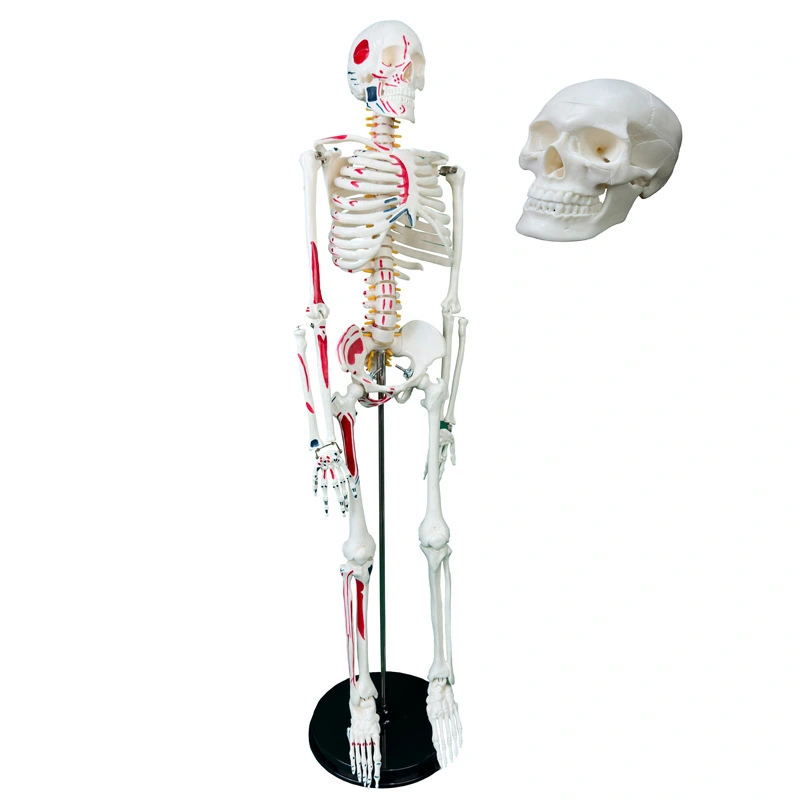 Esqueleto de 85CM com Nervos e Vasos Sanguíneos Modelo de Anatomia | INNORKOM 1