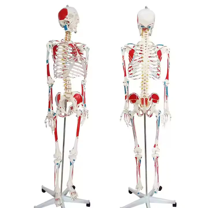 180CM Tall Skeleton with Muscles and Ligaments | INNORKOM 1