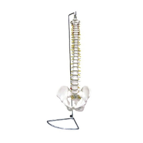 Flexible Spine with Pelvis Model | INNORKOM 1