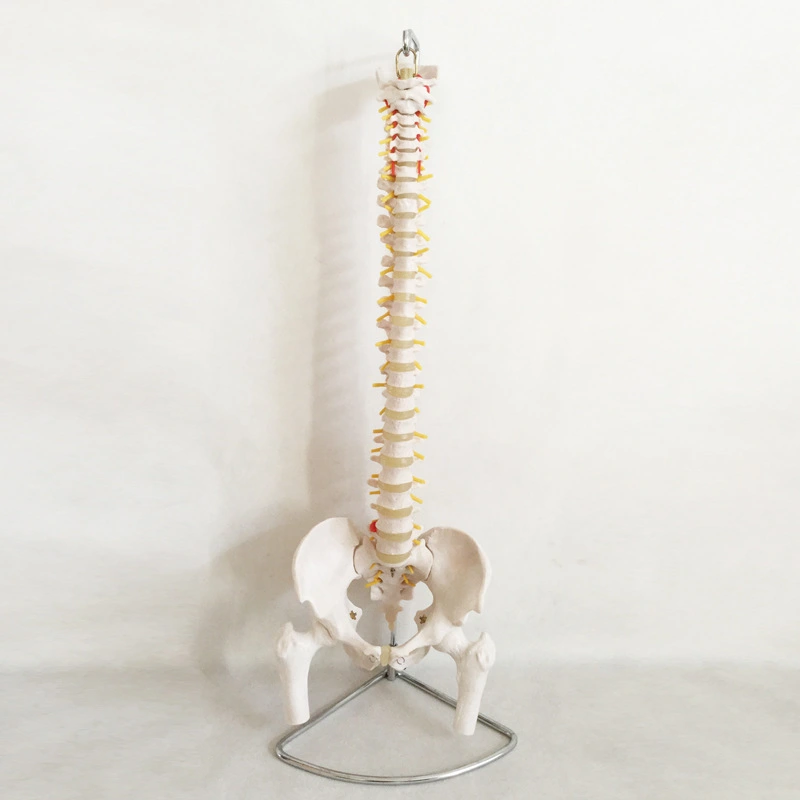 Modelo de columna inflexible con pelvis y fémur | INNORKOM 1