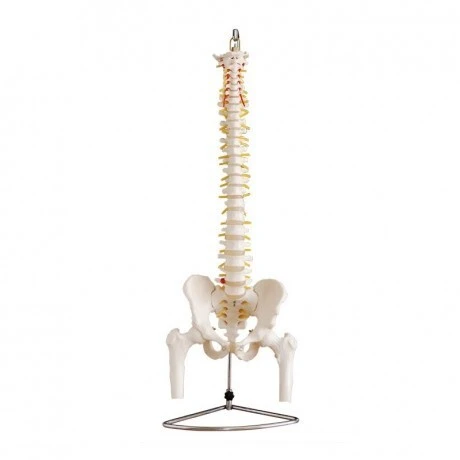 Flexible Spine with Pelvis and Femur Model | INNORKOM 1