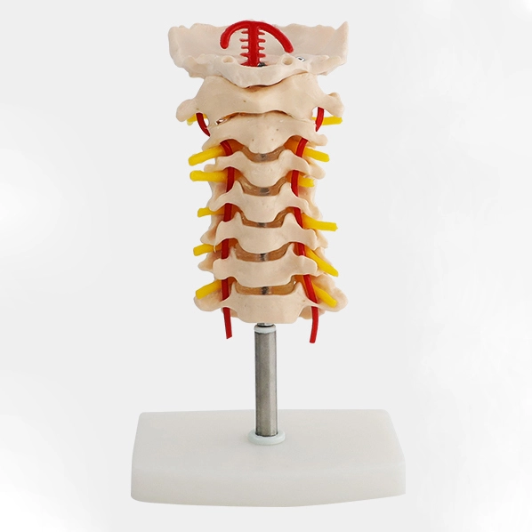 Cervical Vertebral Column Model | INNORKOM 1