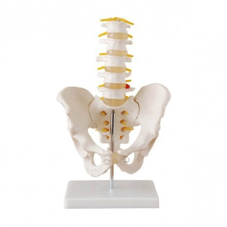 Life-Size Pelvis with 5pcs Lumbar Vertebrae | INNORKOM 1