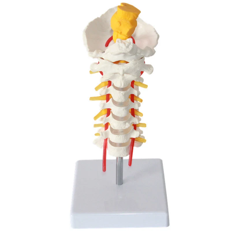 Columna vertebral cervical con arteria cervical | INNORKOM 1