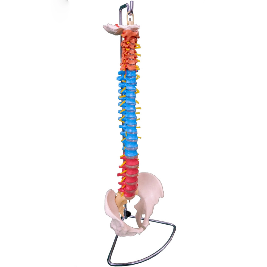 Coluna Vertebral Didática com Pelve | INNORKOM 1