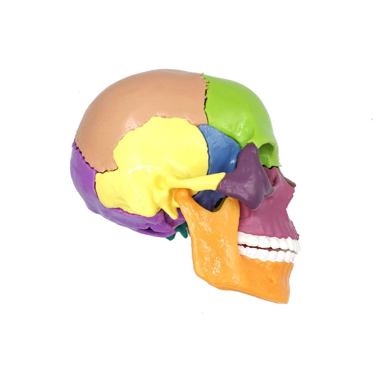 Life-Size Skull with Colored Bones | INNORKOM 1