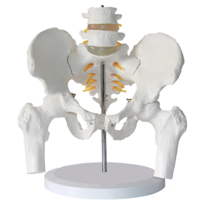 Pelvis com 2 peças de vértebra lombar e modelo de fêmur | INNORKOM 1