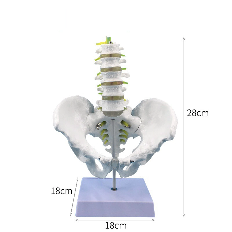 Pelvis with 5pcs Lumbar Vertebra Model | INNORKOM 1