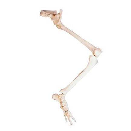 Lower Limb with Hip Bone Model | INNORKOM 1