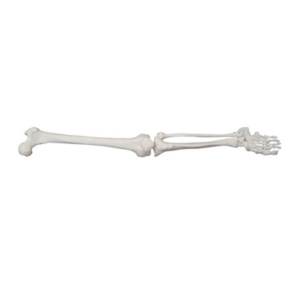 Life-Size Lower Extremity (In pairs) | INNORKOM 1