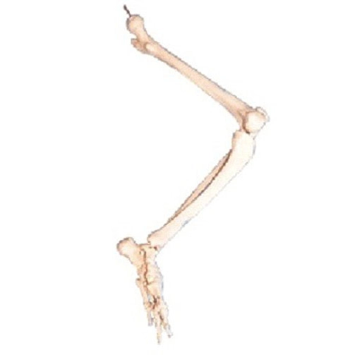 Lower Limb Bone Model | INNORKOM 1
