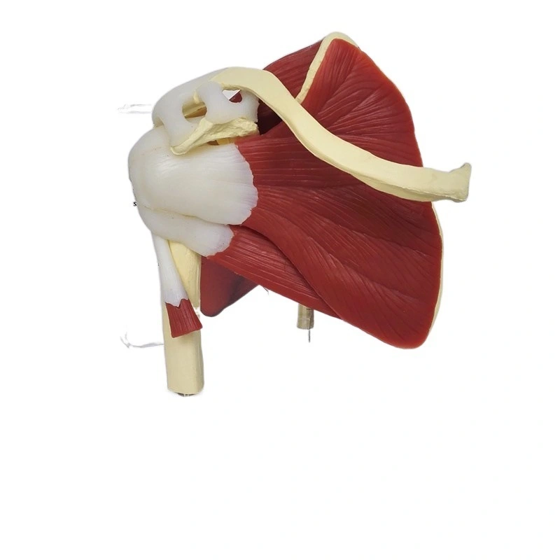 Life Size Muscled Shoulder Joint Model | INNORKOM 1