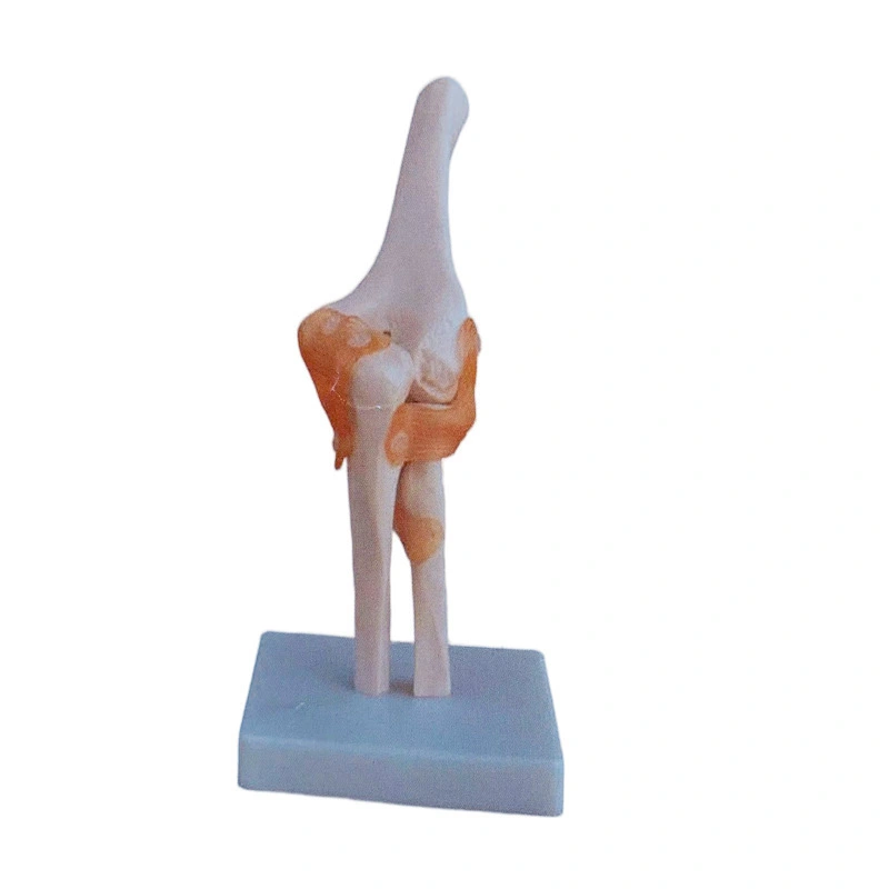 Life-Size Elbow Joint | INNORKOM 1