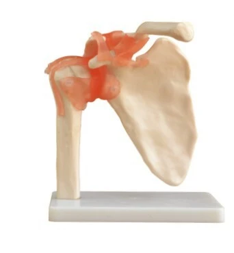Life-Size Shoulder Joint Model | INNORKOM 1