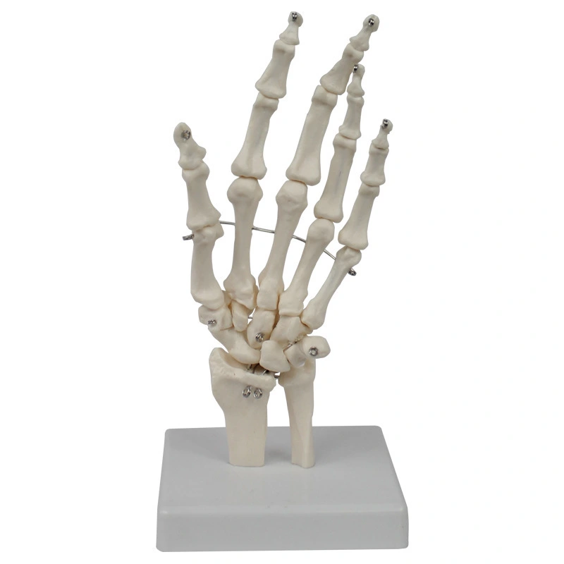 Hand Joint Model | INNORKOM 1