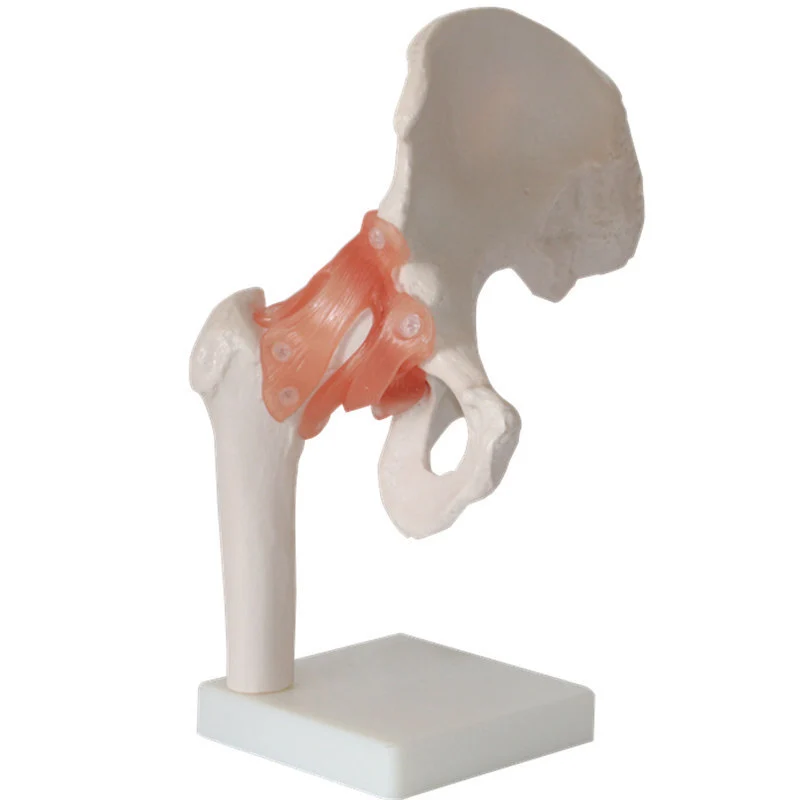 Life-Size Hip Joint Model | INNORKOM 1