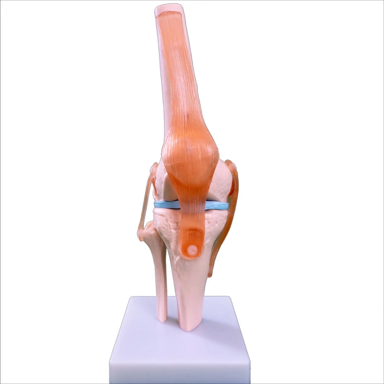 Life-Size Knee Joint Model | INNORKOM 1