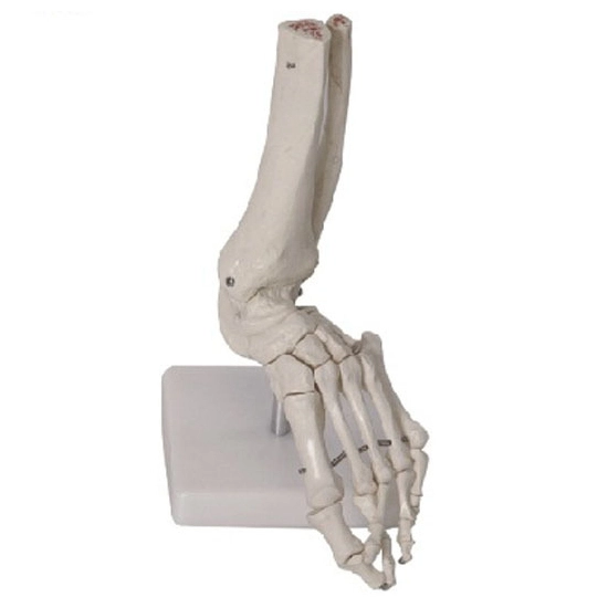 Foot Joint Model | INNORKOM 1