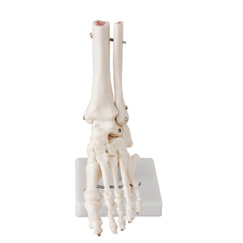 Life-Size Foot Joint Model | INNORKOM 1
