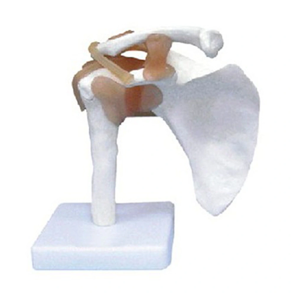 Shoulder Joint with Ligament Model | INNORKOM 1