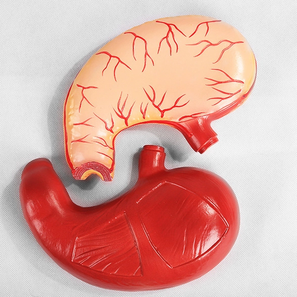 Anatomy Stomach Model | INNORKOM 1