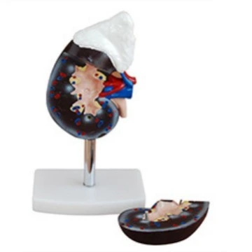 Human Kidney with Adrenal Gland Model | INNORKOM 1