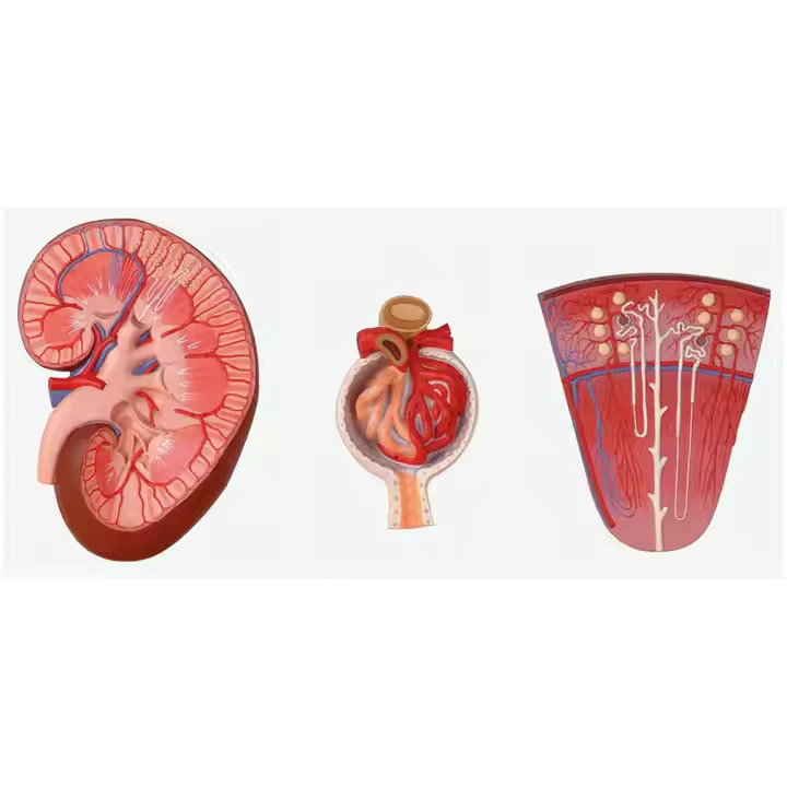 Kidney Section with Nephron and Renal Glomerulus Model | INNORKOM 1
