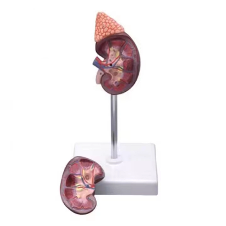 Kidney with Adrenal Model | INNORKOM 1
