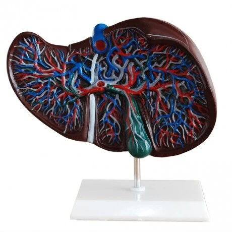 Anatomy Liver Model | INNORKOM 1