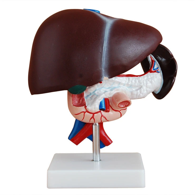 Liver, Pancreas and Duodenum Model | INNORKOM 1