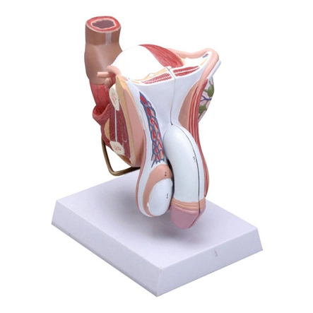 Male Internal and External Genital Model (4 parts) | INNORKOM 1