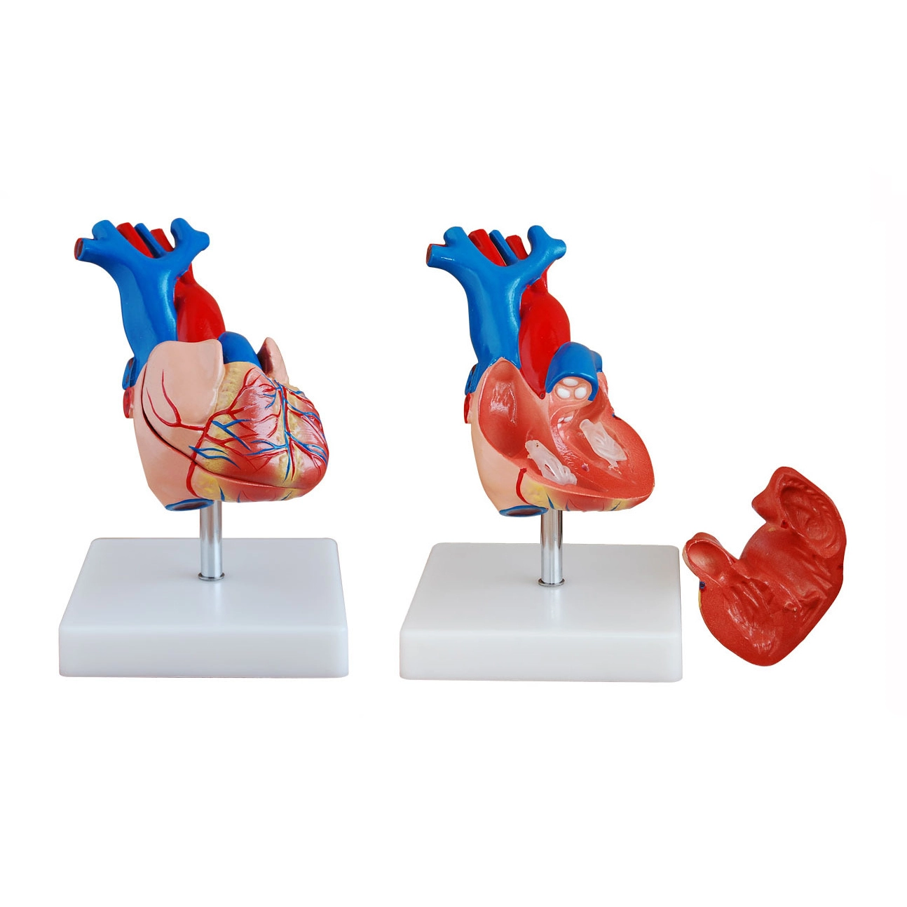 Modelo de anatomía cardíaca para adultos | INNORKOM 1